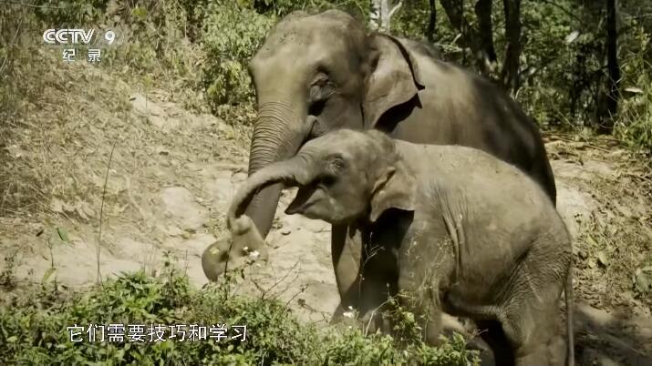 野性四季：珍稀野生动物在中国插图1