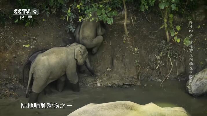 野性四季：珍稀野生动物在中国插图4