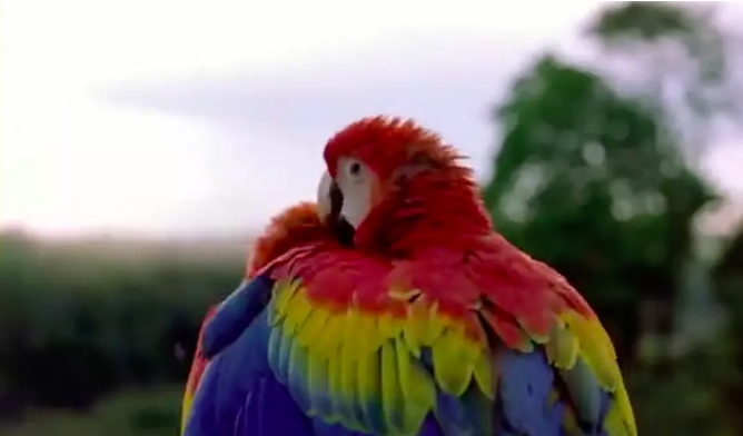 迁徙的鸟2001插图3