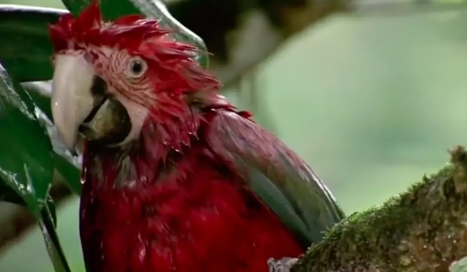 迁徙的鸟2001插图4