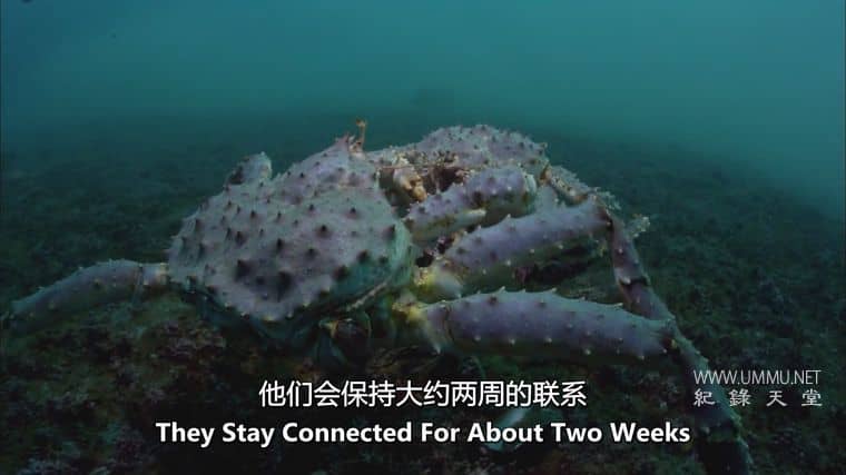 怪物入侵 Alien Takeover插图2