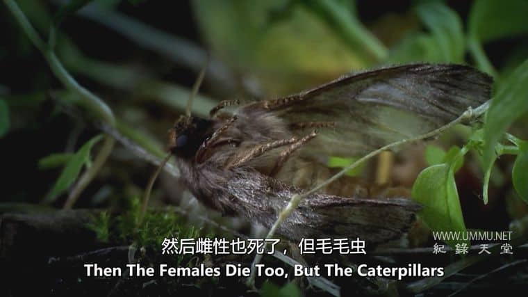 怪物入侵 Alien Takeover插图5