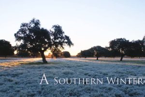 南方的冬天 A Southern Winter