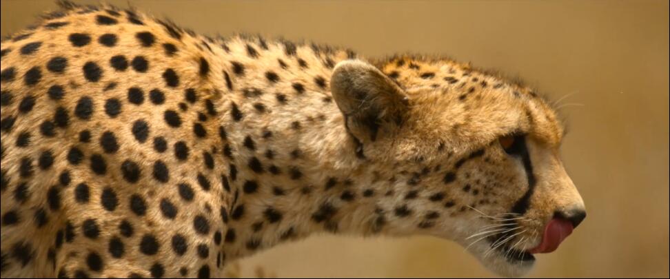 我们的浩瀚宇宙/我们的宇宙  第1季 Our Universe插图1