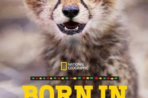非洲原野育成记 Born In Africa