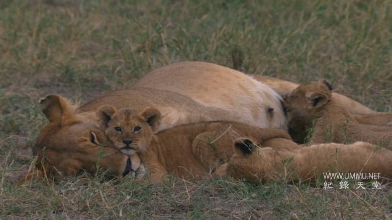 非洲原野育成记 Born In Africa插图1