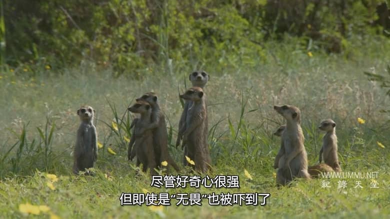 非洲原野育成记 Born In Africa插图2