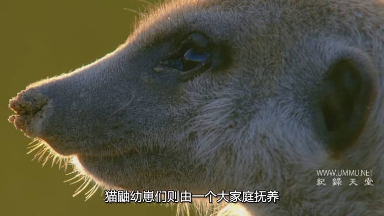 非洲原野育成记 Born In Africa插图3