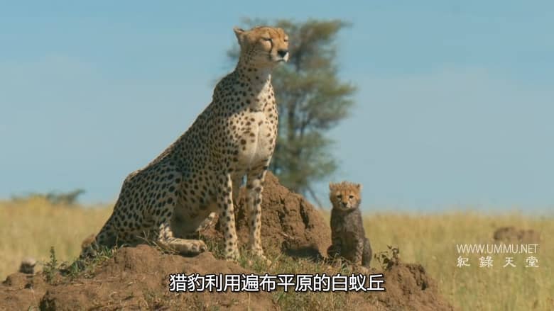 非洲原野育成记 Born In Africa插图4