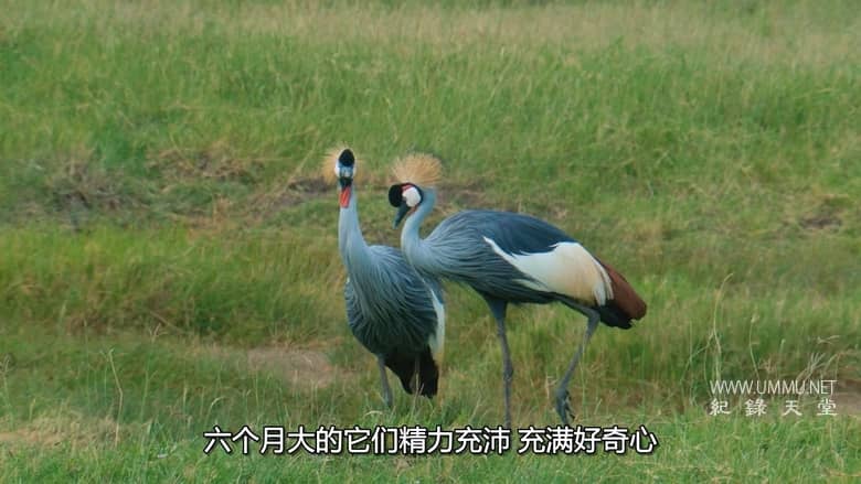 非洲原野育成记 Born In Africa插图5