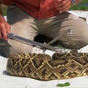 蛇王 奥斯汀·史蒂文斯 Austin Stevens Snakemaster插图4