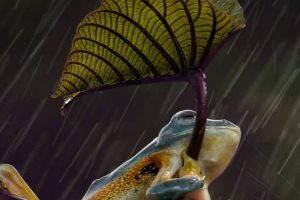 澳大利亚重制版 Australia Remastered