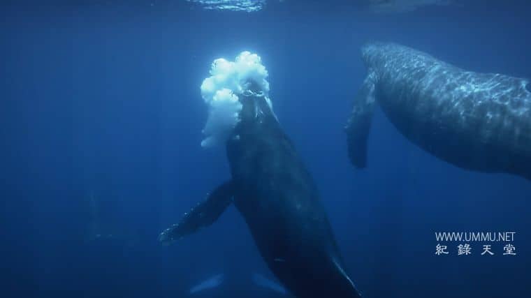 澳大利亚重制版 Australia Remastered插图2