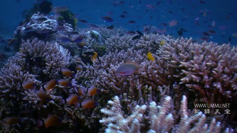 澳大利亚重制版 Australia Remastered插图3