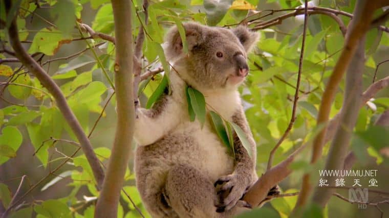 澳大利亚重制版 Australia Remastered插图5