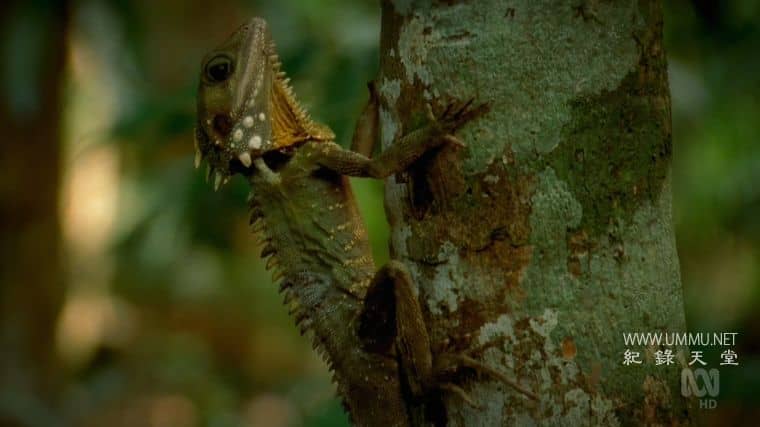 澳大利亚重制版 Australia Remastered插图6