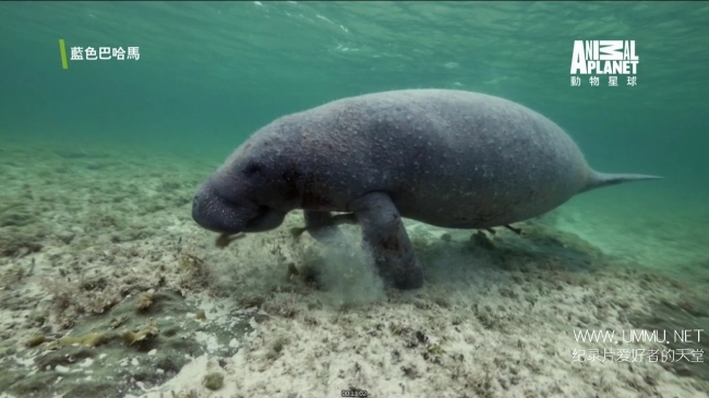 蓝色巴哈马：沙滩公寓 Bahama Blue:The Sand Flats插图1