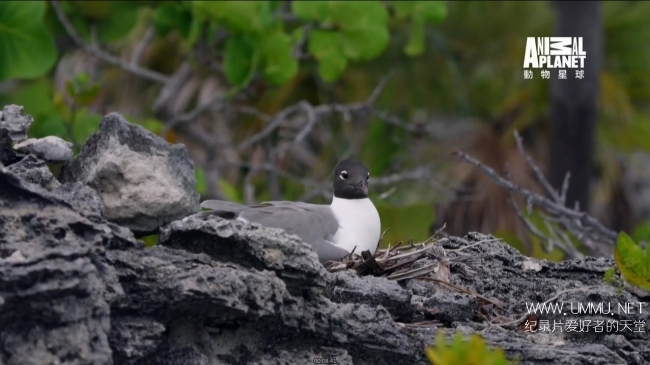 蓝色巴哈马：沙滩公寓 Bahama Blue:The Sand Flats插图2