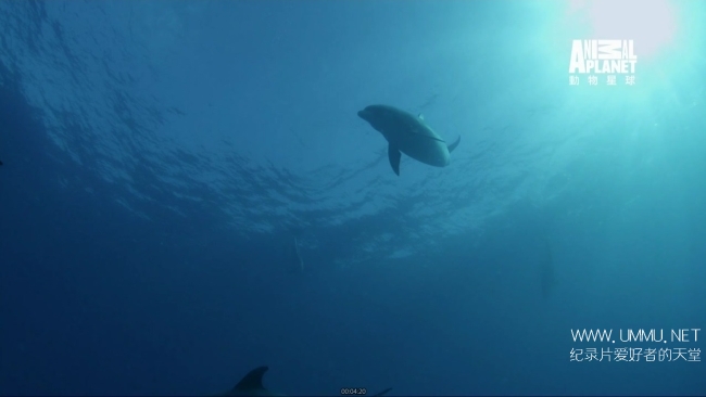 蓝色巴哈马：沙滩公寓 Bahama Blue:The Sand Flats插图3