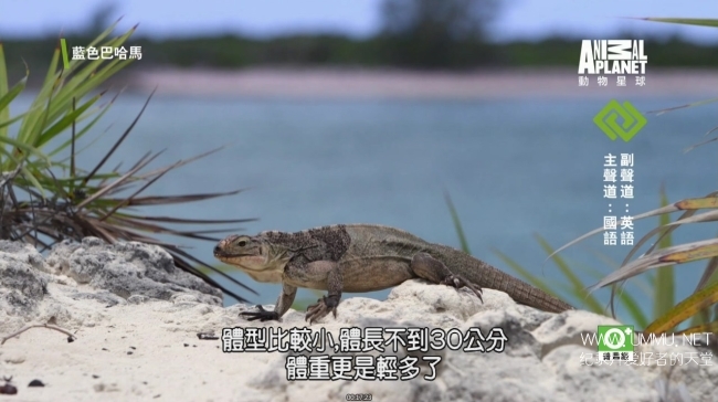 蓝色巴哈马：沙滩公寓 Bahama Blue:The Sand Flats插图4