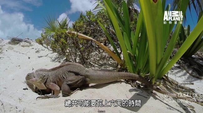 蓝色巴哈马：沙滩公寓 Bahama Blue:The Sand Flats插图5