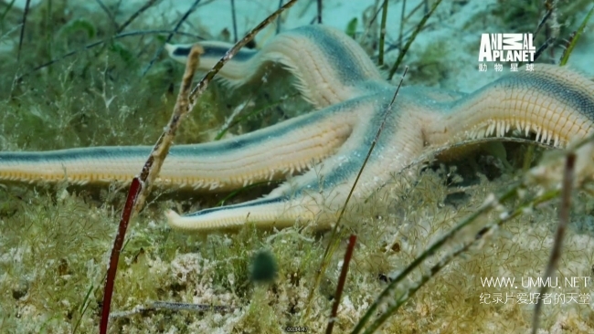 蓝色巴哈马：沙滩公寓 Bahama Blue:The Sand Flats插图6