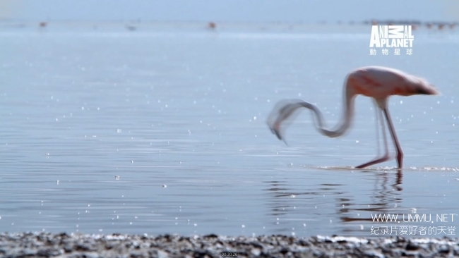 蓝色巴哈马：沙滩公寓 Bahama Blue:The Sand Flats插图8