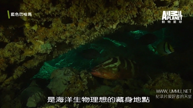 蓝色巴哈马：蓝洞与洞穴 Bahama Blue:Blue Holes And Caves插图3