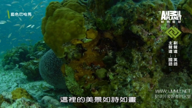 蓝色巴哈马：蓝洞与洞穴 Bahama Blue:Blue Holes And Caves插图6