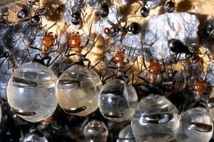自然世界：蚂蚁帝国 The Nature World: Empire of the Ants
