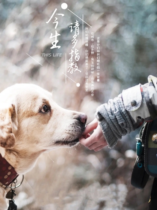 今生，请多指教插图