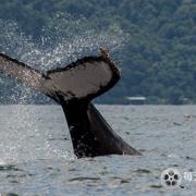 魅力南美洲/野性拉丁美洲 Wild Latin America 2018插图1