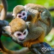 魅力南美洲/野性拉丁美洲 Wild Latin America 2018插图2