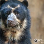 魅力南美洲/野性拉丁美洲 Wild Latin America 2018插图3