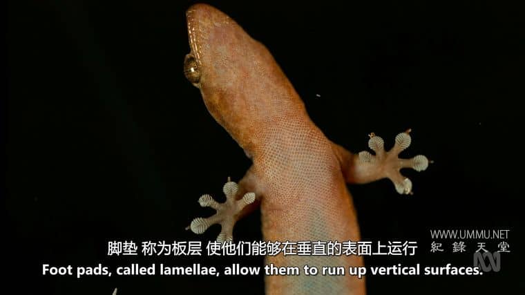 澳大利亚野性奥德赛 Australia's Wild Odyssey插图3