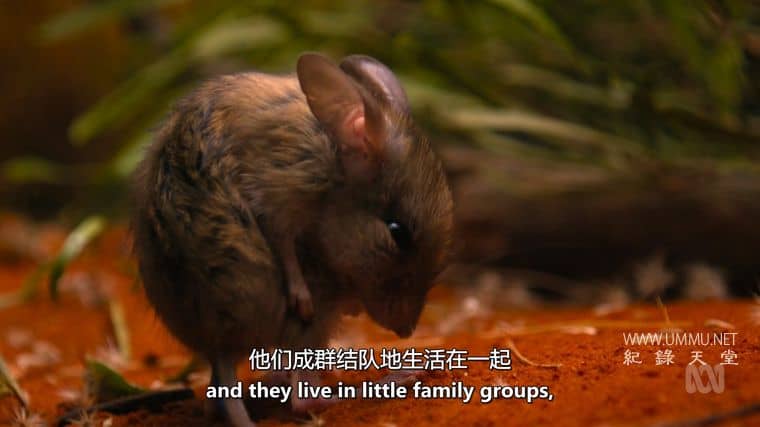 澳大利亚野性奥德赛 Australia's Wild Odyssey插图4