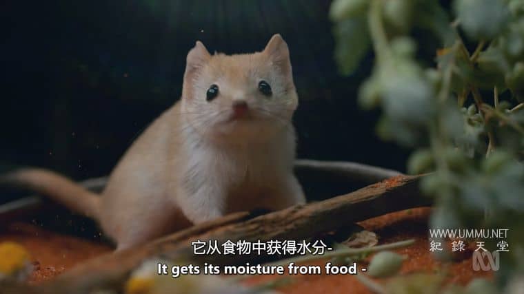 澳大利亚野性奥德赛 Australia's Wild Odyssey插图5