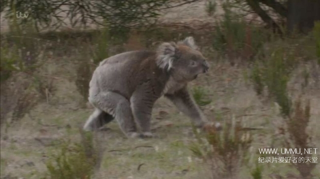 澳大利亚荒野 Australian Wilderness With Ray Mears插图2