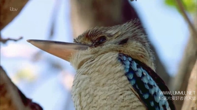 澳大利亚荒野 Australian Wilderness With Ray Mears插图3