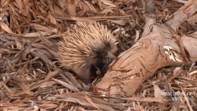 澳大利亚荒野 Australian Wilderness With Ray Mears插图5