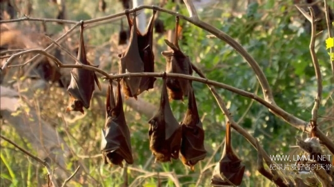 澳大利亚荒野 Australian Wilderness With Ray Mears插图7