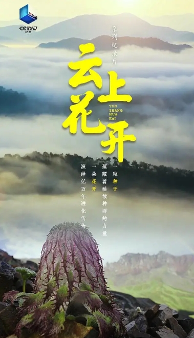 云上花开 2023插图