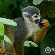 野性美洲/南美自然之旅 Wild Latam 2020插图1