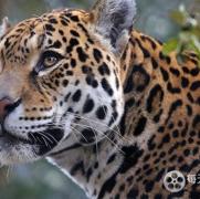 野性美洲/南美自然之旅 Wild Latam 2020插图2