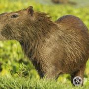 野性美洲/南美自然之旅 Wild Latam 2020插图3