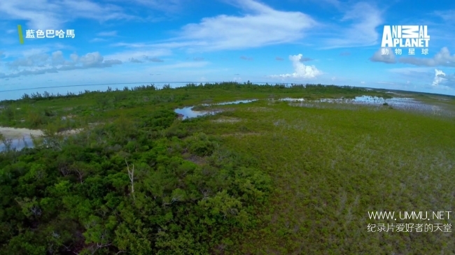 蓝色巴哈马：红树林 Bahama Blue:Mangroves插图2