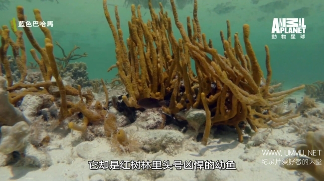 蓝色巴哈马：红树林 Bahama Blue:Mangroves插图4