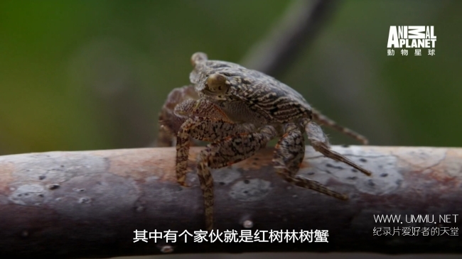 蓝色巴哈马：红树林 Bahama Blue:Mangroves插图5