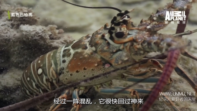 蓝色巴哈马：红树林 Bahama Blue:Mangroves插图6