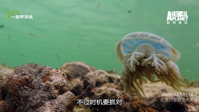 蓝色巴哈马：红树林 Bahama Blue:Mangroves插图7